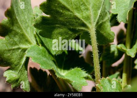 Alumroots (Heuchera) Plantae Banque D'Images