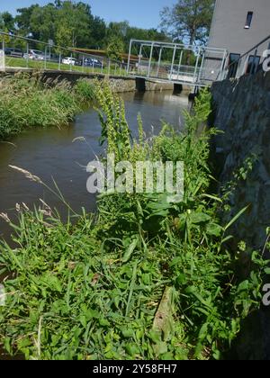 Quai écossais (Rumex aquaticus) Plantae Banque D'Images