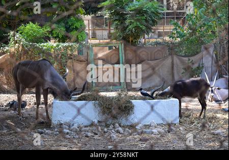 Deux chevaux ou Equus caballus mangeant au zoo par jour ensoleillé à gizeh egypte Banque D'Images