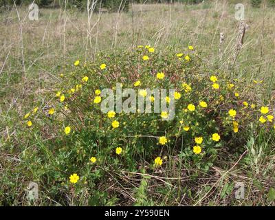 Plancre alpine (Potentilla crantzii) Plantae Banque D'Images