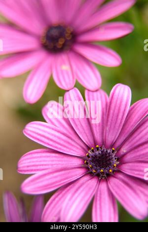 Marguerites mauves Banque D'Images