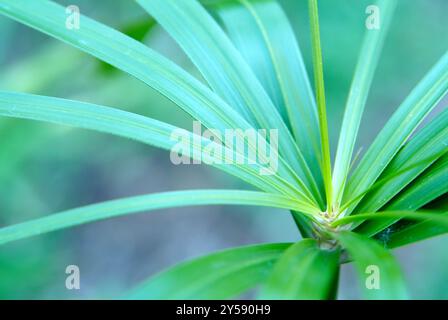 Cyperus Papyrus Banque D'Images