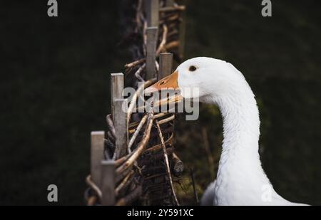 Oie en colère mordant d'une clôture de hochet, en basse lumière, tout en regardant la caméra Banque D'Images