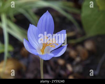 Crocus d’automne Banque D'Images