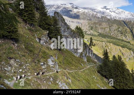 Sentier de randonnée avec troupeau de chèvres, randonnée, sentier de randonnée, tourisme, randonnée en montagne, Aletsch Arena, Valais, Suisse, Europe Banque D'Images