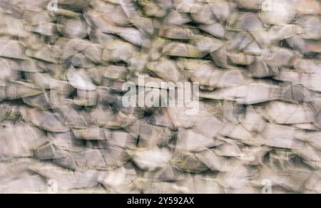 Paramètres flous avec un tas de bûches hachées de bois de chauffage empilées dans une pile, grand fond abstrait Banque D'Images