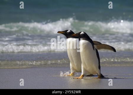 Pingouin Gentoo (Pygoscelis papua), sur l'île des Sounders, îles Falkland, Antarctique, deux animaux, îles Falkland, Antarctique, Amérique du Sud Banque D'Images