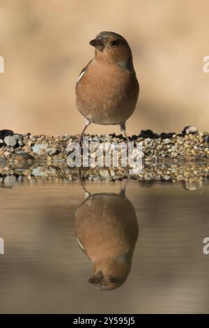 Un chaffinch est assis à un abreuvoir et se reflète dans l'eau Banque D'Images