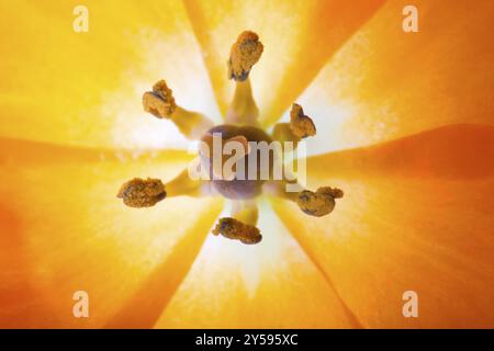 Close-up of a Sun Star (lat. Ornithogalum Dubium) avec pistil et pétales Banque D'Images