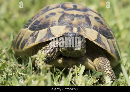 Une tortue de Hermann courant dans un pré en vue frontale Banque D'Images