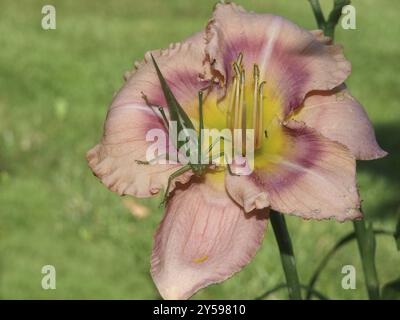 Daylily avec sauterelle Banque D'Images