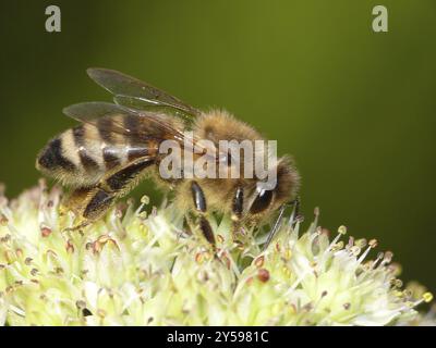 Bee sur Sedum Spectabile Stardust Banque D'Images