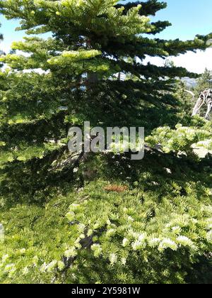 Sapin rouge (Abies magnifica) Plantae Banque D'Images
