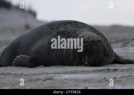 Un taureau de phoque gris endormi sur la plage de Heligoland Banque D'Images