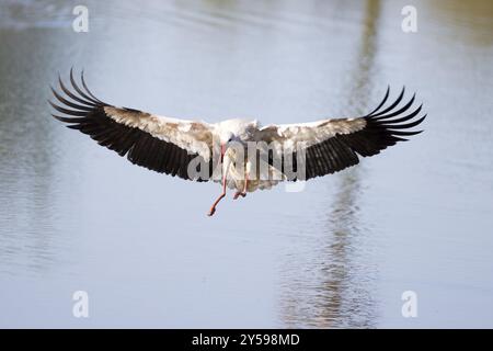 Une cigogne volante atterrit dans le lac avec ses ailes déployées Banque D'Images