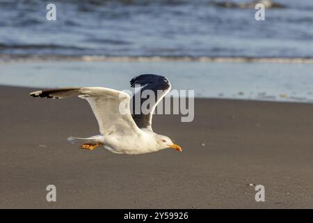 Goéland argenté (Larus fuscus) en vol sur la plage de Juist, Îles de Frise orientale, Allemagne, Europe Banque D'Images