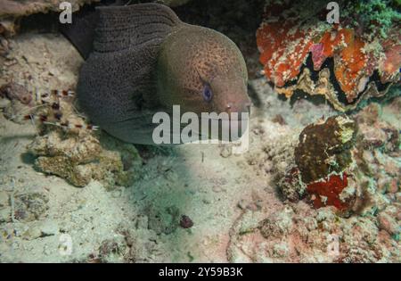 Anguille Moray géante, Maldives, Asie Banque D'Images