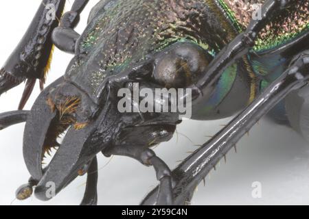 Tête exposée (parties de l'œil et de la bouche) de l'inquisiteur de Calosoma en vue latérale prise avec une loupe à grossissement 3x Banque D'Images