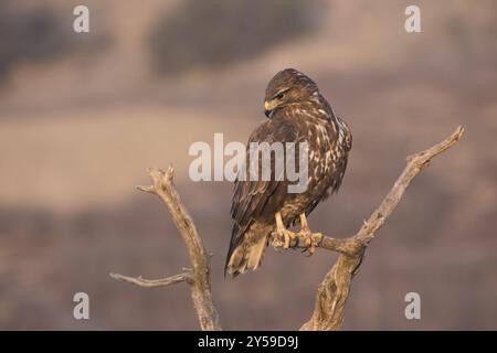 Une buzzard se trouve sur une branche morte Banque D'Images
