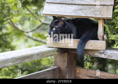 Chat noir assis dans le Birdhouse chasse aux oiseaux Banque D'Images