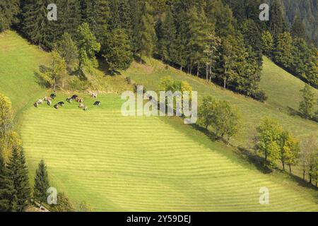 Troupeau de vaches dans les Dolomites, Alpes européennes, Italie, Europe Banque D'Images