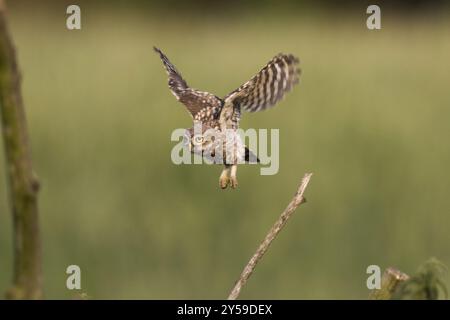 Jeune petit hibou en vol tête dessus Banque D'Images