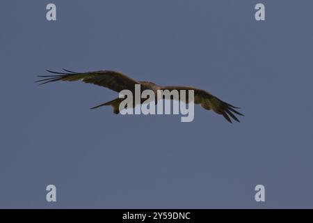 Cerf-volant rouge en vol contre un ciel bleu, photographié d'en bas Banque D'Images