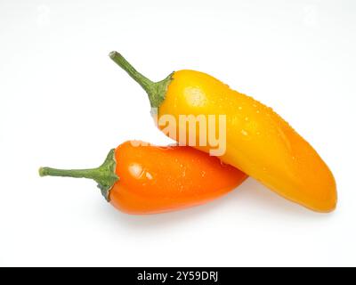 Une photo en gros plan d'un poivron orange humide et d'un poivron jaune sur fond blanc. Banque D'Images