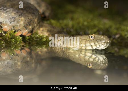 Reflet de la tête d'un serpent de dés dans l'eau Banque D'Images