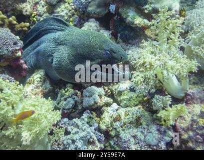 Anguille Moray géante, mer Rouge, Egypte, Afrique Banque D'Images