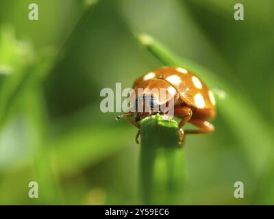 Cream-spot ladybird Banque D'Images