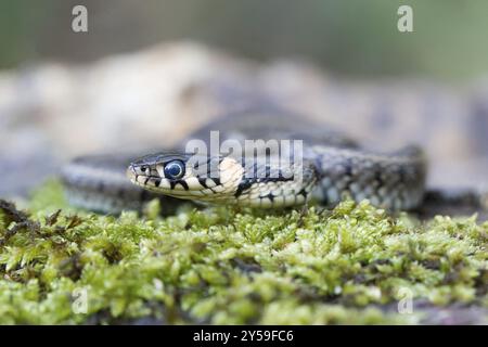 Vue latérale d'un jeune serpent d'herbe Banque D'Images