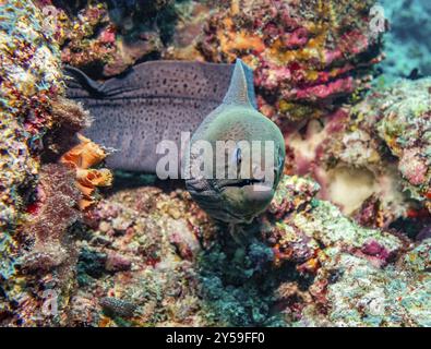 Anguille Moray géante, Maldives, Asie Banque D'Images