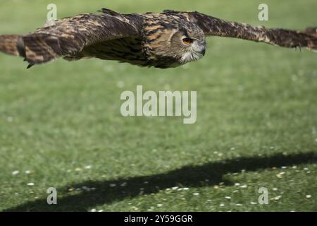 Vue latérale d'un hibou aigle volant bas au-dessus d'une prairie avec des ailes déployées Banque D'Images