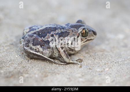 Vue latérale d'un crapaud à pieds écartelés commun Banque D'Images