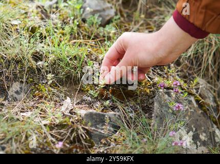 La main de la femme recueille le thymus végétal dans la nature. Naturel. Femme rassemble des herbes médicinales Banque D'Images