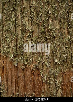 Lichen foliose sur un arbre de cèdre rouge avec écorce pelable. Photographié sur la piste des cèdres dans le Glacier National Park dans le Montana. Banque D'Images