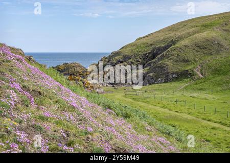 Thrift sur la colline et sentier à St Abbs Head, Écosse, Royaume-Uni, Europe Banque D'Images