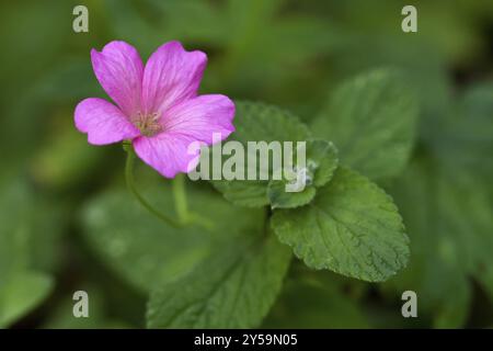 Endres géranium sanguin avec des feuilles (lat. Geranium endressii) Banque D'Images