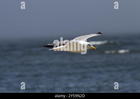 Goéland méditerranéen volant au-dessus de la mer latéralement devant un ciel bleu Banque D'Images