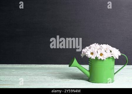 Image printanière avec un beau bouquet de délicates marguerites blanches dans un petit arrosoir vert sur une table verte et avec un fond noir Banque D'Images