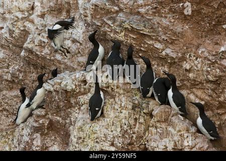 Un guillemot volant apporte du poisson dans son bec à la colonie dans la falaise Banque D'Images