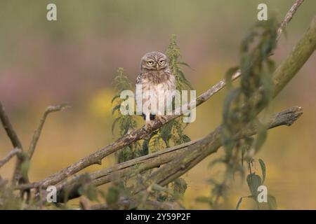 Petit hibou assis dans une pile de bois Banque D'Images