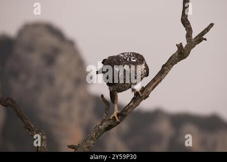 Un aigle mâle de Bonelli est assis sur une branche prête à décoller Banque D'Images