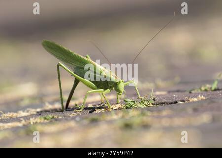 Vue latérale d'une grande sauterelle pondant des œufs Banque D'Images