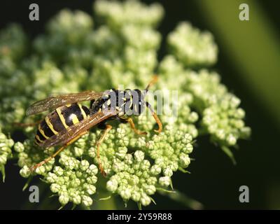 Avec Ammi visnaga wasp Banque D'Images