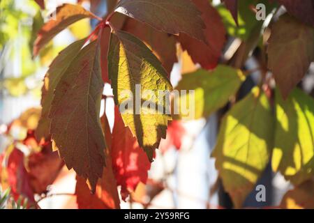 Virginia Creeper en fin d'après-midi soleil d'été, sur un balcon de Londres, Royaume-Uni Banque D'Images