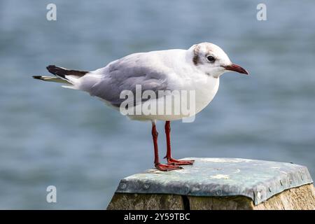 Gros plan sur un oiseau marin mouette Banque D'Images