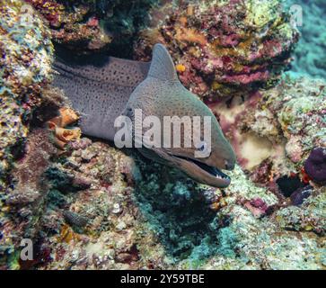 Anguille Moray géante, Maldives, Asie Banque D'Images