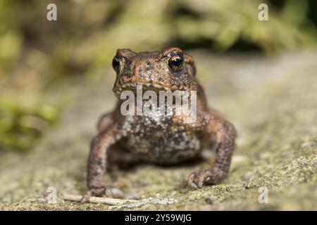 Vue de face d'un petit crapaud commun de 3 cm de long Banque D'Images